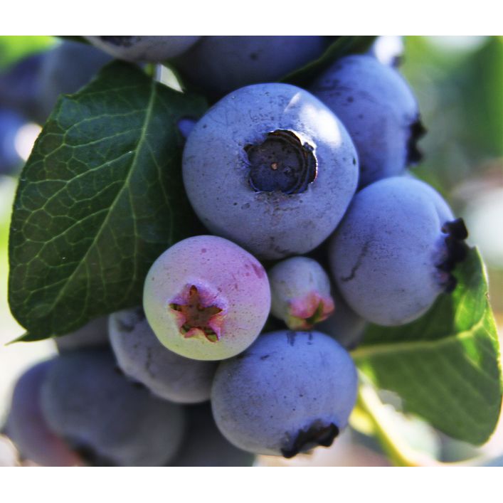 aloe benefits for hair Pure Aloe Vera Gel for Hair, Skin, Aloe Vera Gel Enriched with Vitamin E  Natural main image 1