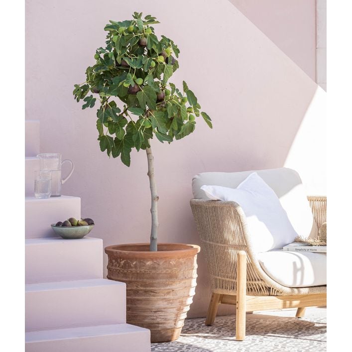 green congo variegata Philodendron Green Congo Hybrid Variegata House Plant 10,5 cm Pot – Plants  For All Seasons main image 1