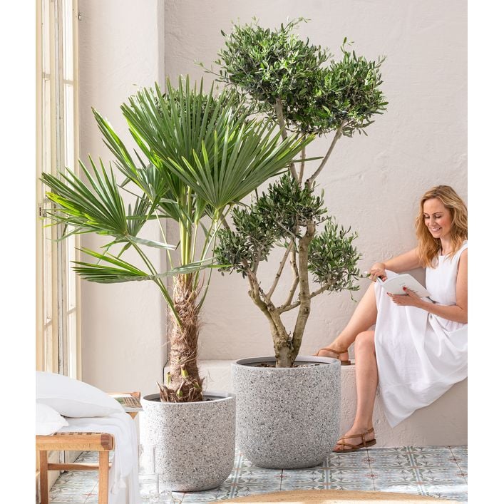 pflanzzeit thuja Thuja „Brabant“ (40 – 60 cm) als kräftige wurzelware