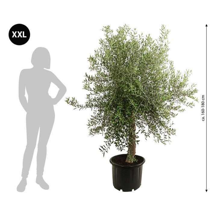 stechpalme schwarze bltter Silberbunte Stechpalme - Ilex aquifolium Argentea Marginata