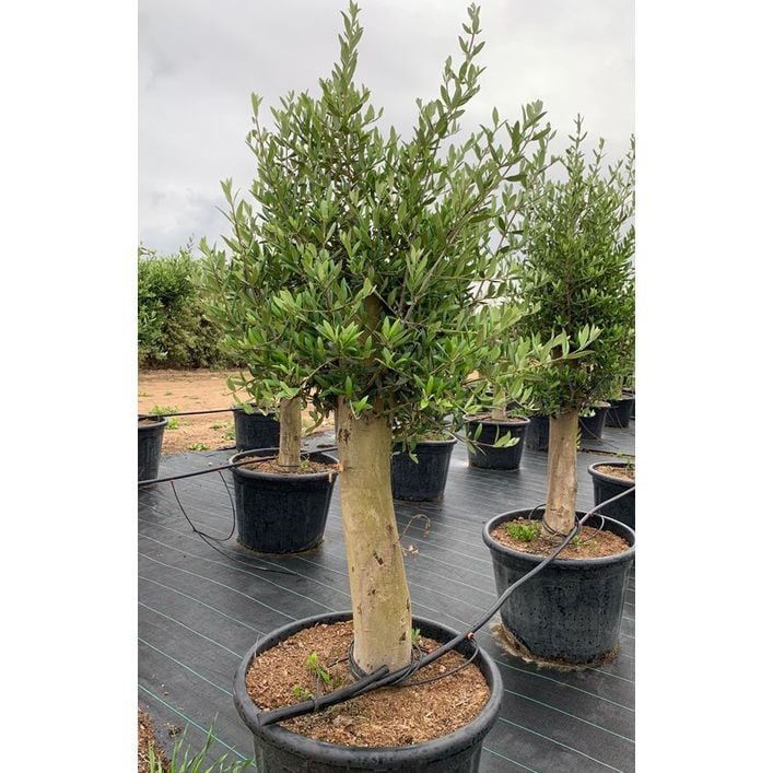 japanische stechpalme hecke kaufen Japanische Stechpalme Dark Green® (Ilex crenata) | 20-30 cm im Topf main image 1