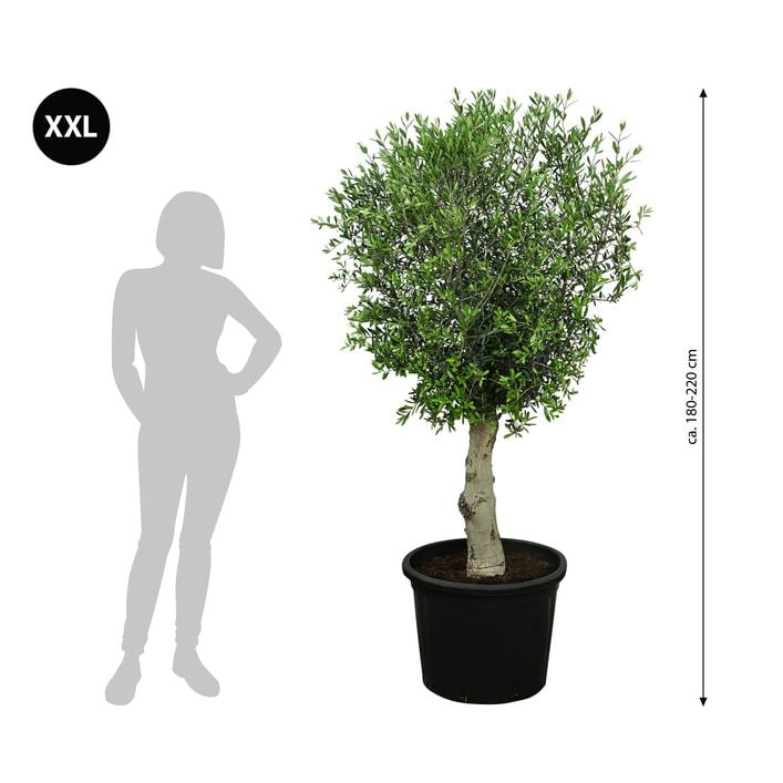 XXL Olivenbaum, ca. 180-220 cm | Dehner