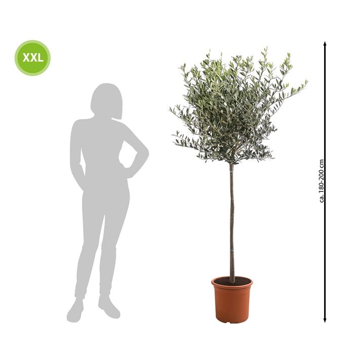 XXL Olivenstamm 'Leccino', ca. 180-200 cm | Dehner