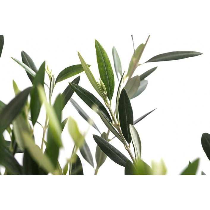 XXL Olivenstamm 'Leccino', ca. 180-200 cm | Dehner