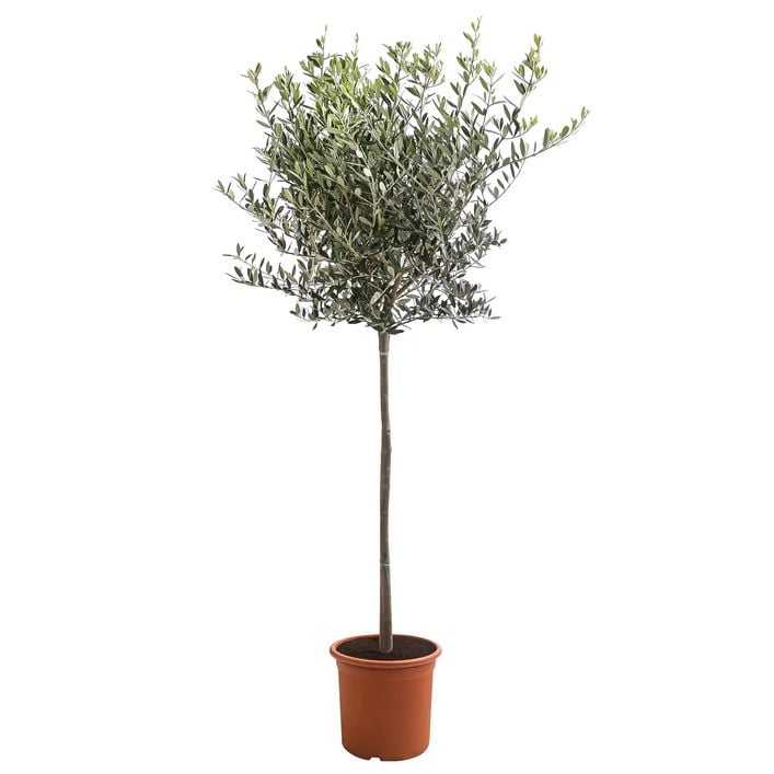 rhododendron dünger für kamelien Kamelien Dünger-Set