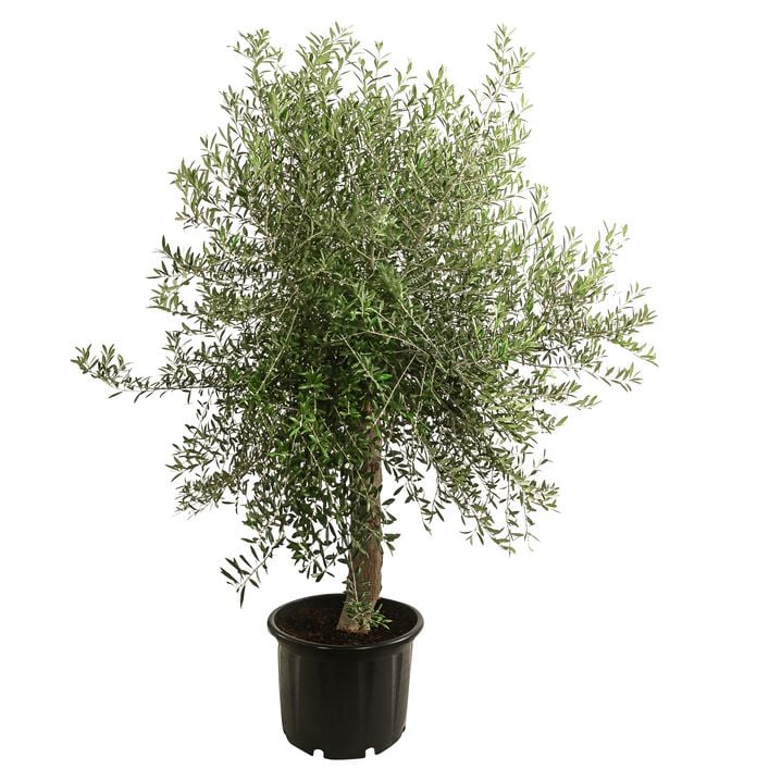 arborvitae thuja occidentalis Buy Thuja occidentalis 'Degroot's Spire' Columnar Arborvitae — Mr Maple │  Buy Japanese Maple Trees main image 1