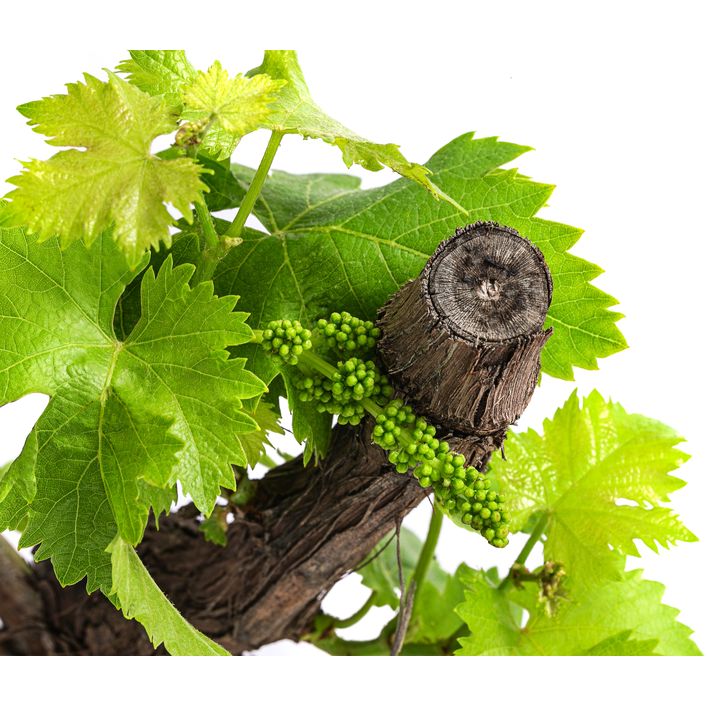 Weinrebe, Bonsai | Dehner