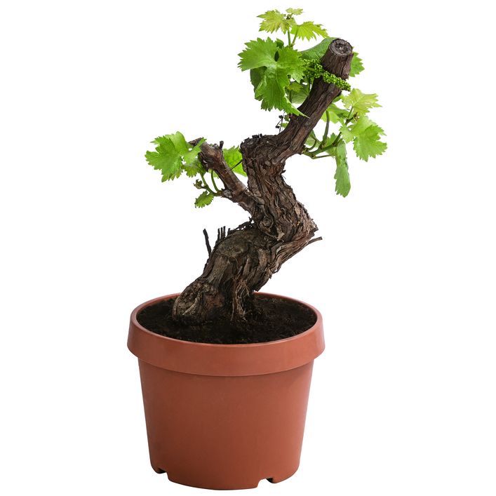 Weinrebe, Bonsai | Dehner
