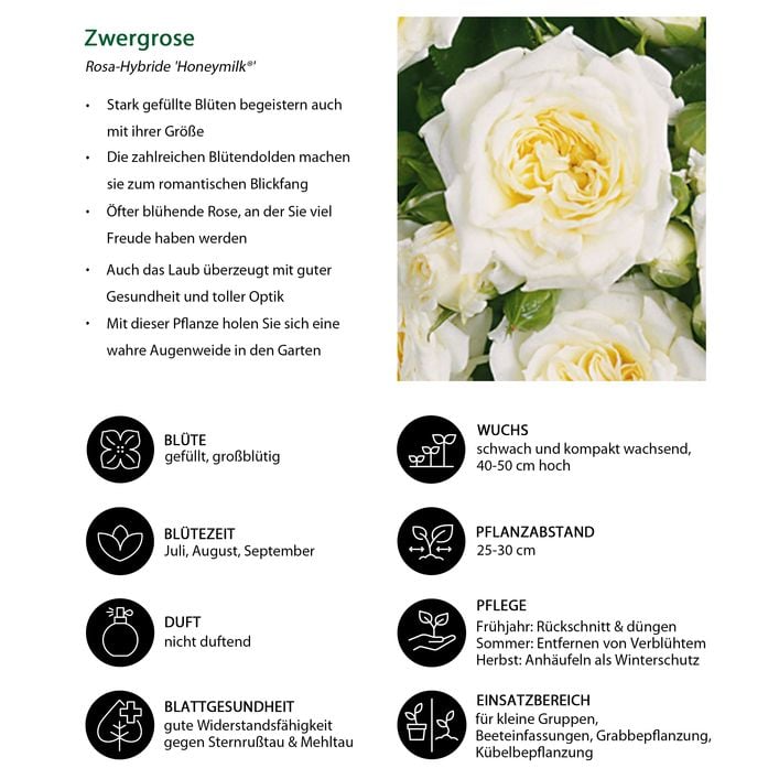 Zwergrose 'Honeymilk' | Dehner
