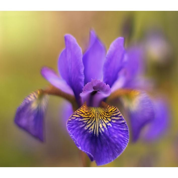 düngen blumen Beckhorn Blumen-Dünger + Guano 1 Liter – toskanagartenshop main image 0