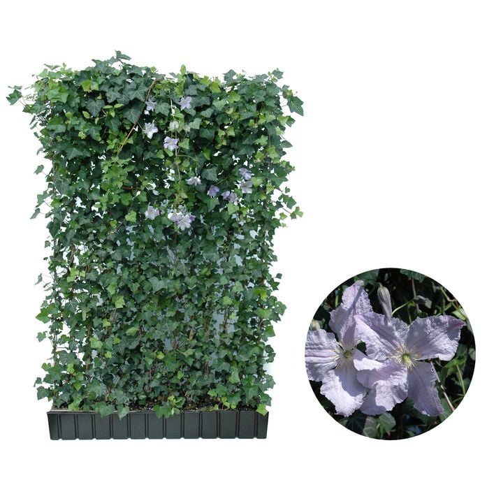 Hecke am laufenden Meter Color - Efeu mit | Dehner