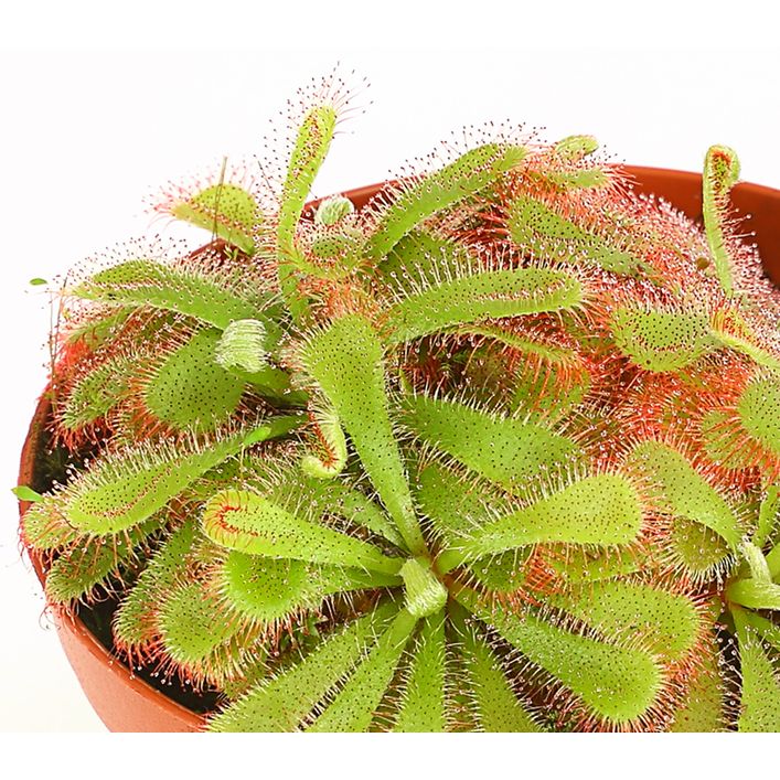 compo erdbeerdünger Purgrün Bio-Erdbeerdünger 1 kg main image 1