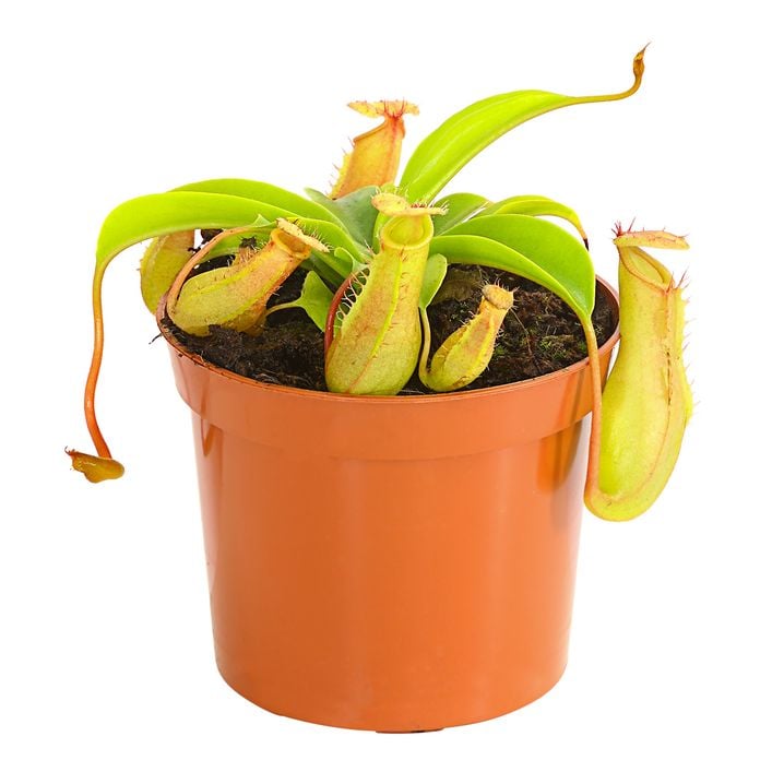 Kannenpflanze - Nepenthes | Dehner