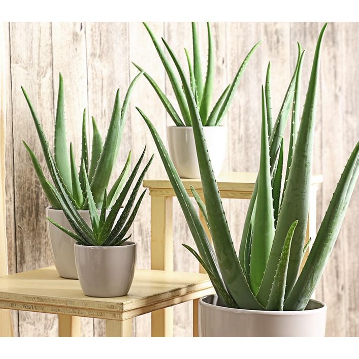 Echte Aloe - Aloe vera | Dehner