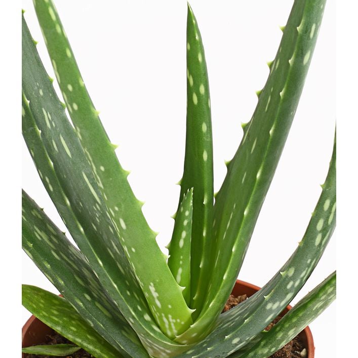 Echte Aloe - Aloe vera | Dehner