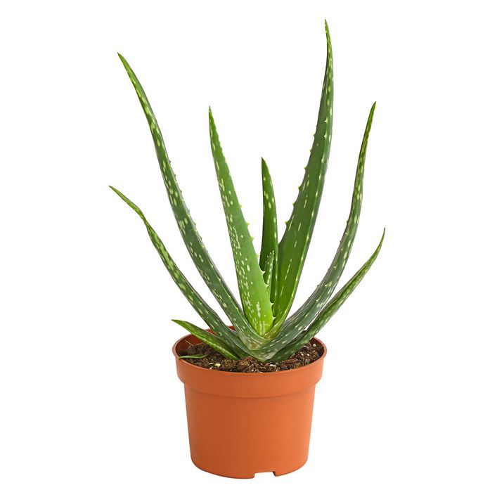 Echte Aloe - Aloe vera | Dehner
