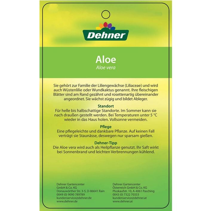 Echte Aloe - Aloe vera, mehrtriebig | Dehner