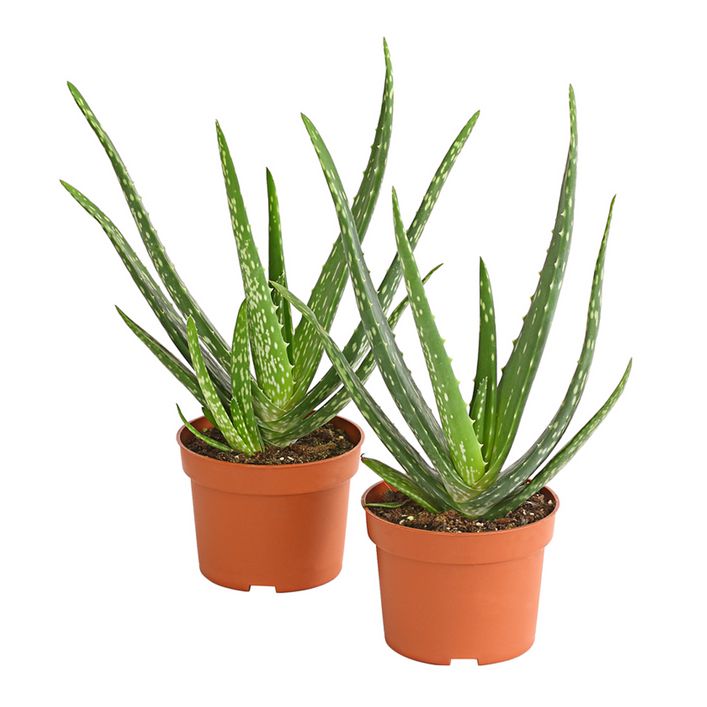 Echte Aloe-Set - Aloe vera | Dehner