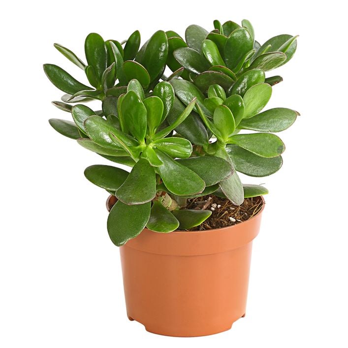 Geldbaum - Crassula ovata | Dehner