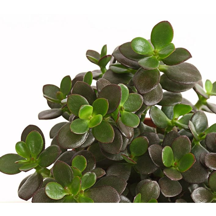 Dickblatt - Crassula ovata minor | Dehner