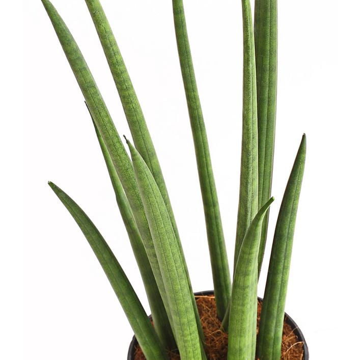 Bogenhanf - Sansevieria cylindrica 'Spaghetti' | Dehner