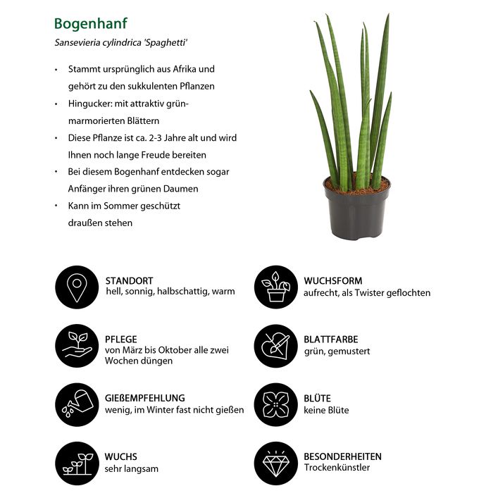 topfpflanzen kaufen Ungiftige Trendpflanzen im Set kaufen – Green Me Up main image 1