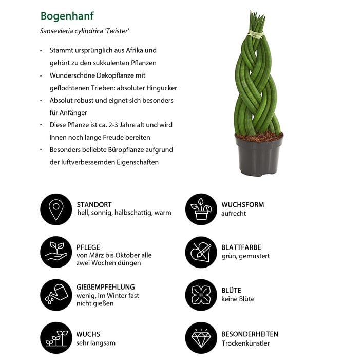 Bogenhanf-Set - Sansevieria cylindrica, | Dehner