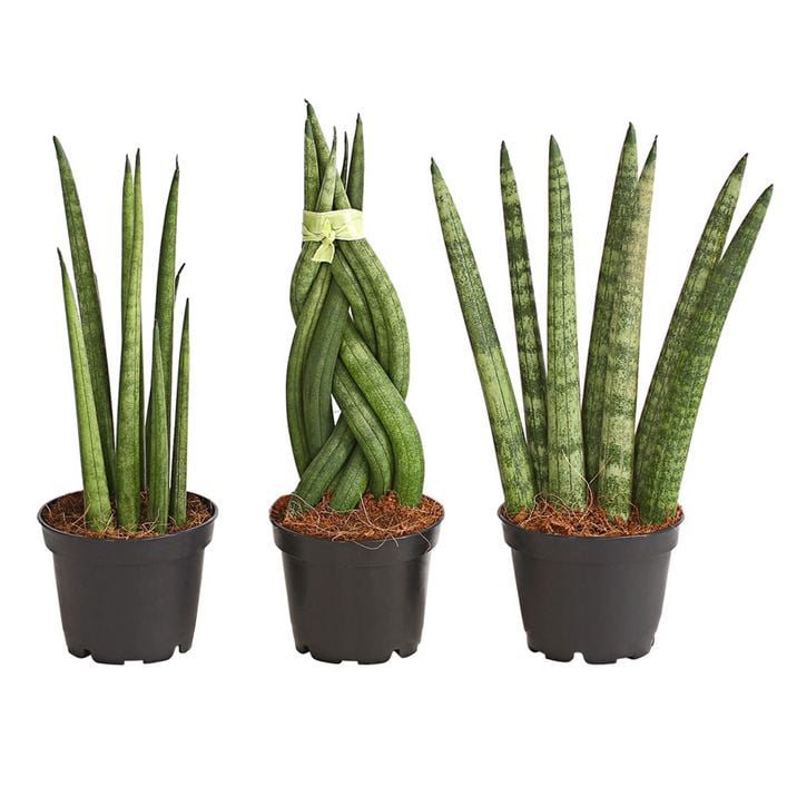 düngemittel für zimmerpflanzen Bio-Zimmer- & Grünpflanzendünger kaufen main image 0