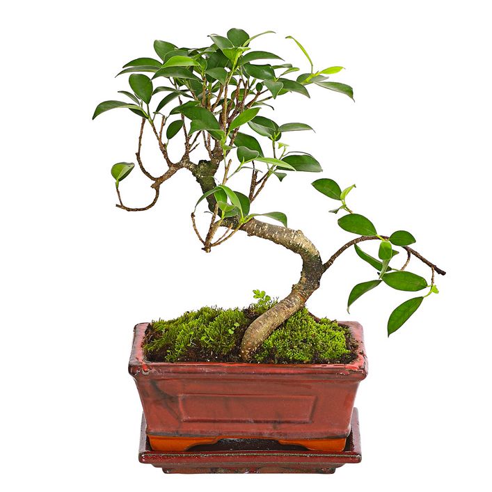 Bonsai Chinesischer Feigenbaum - Ficus retusa | Dehner