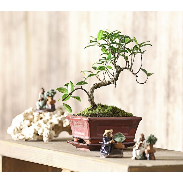 Bonsai Chinesischer Feigenbaum - Ficus retusa | Dehner