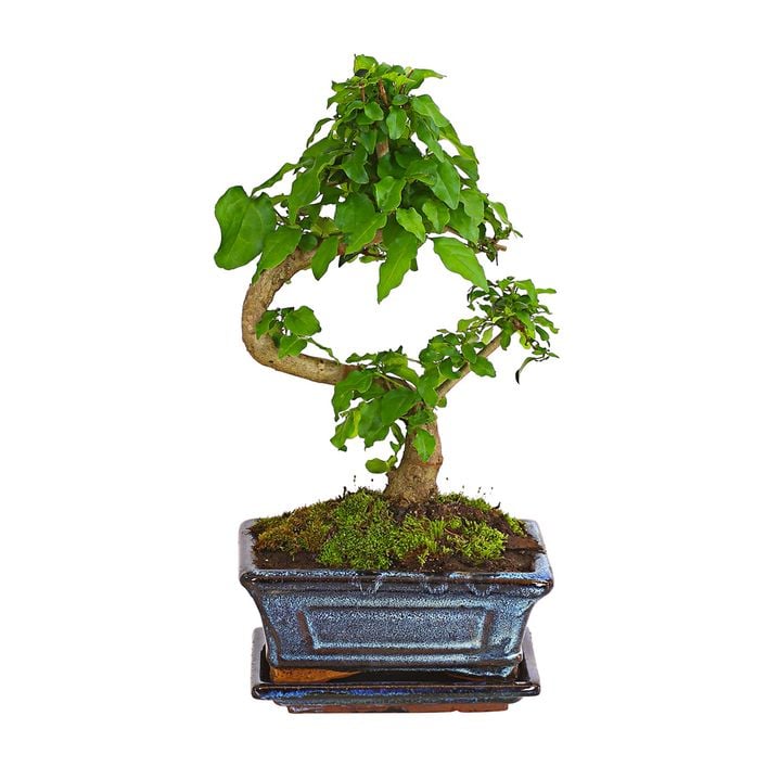 Bonsai Chinesischer Liguster - Ligustrum | Dehner