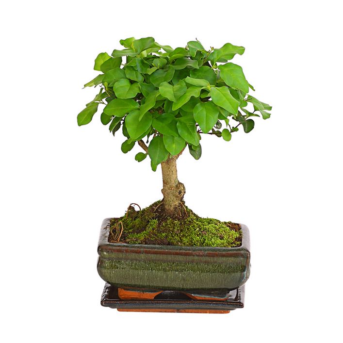 Bonsai Chinesischer Liguster - Ligustrum | Dehner