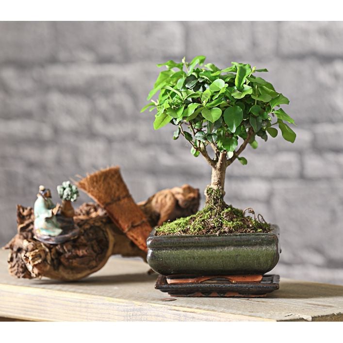 sageretia bonsai Bonsi Sageretia o Ciruelo Dulce chino online | April Plants