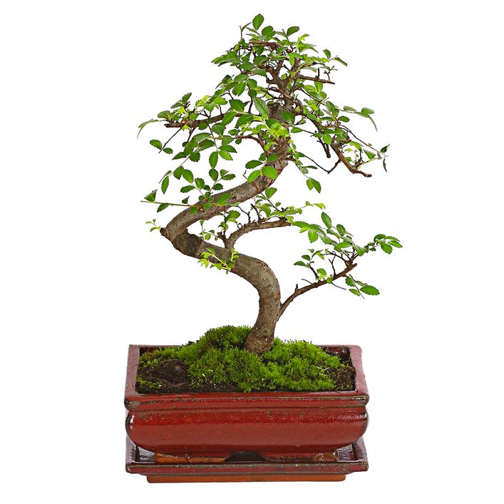 pinus mugo wintergold bonsai Pinus Mugo 