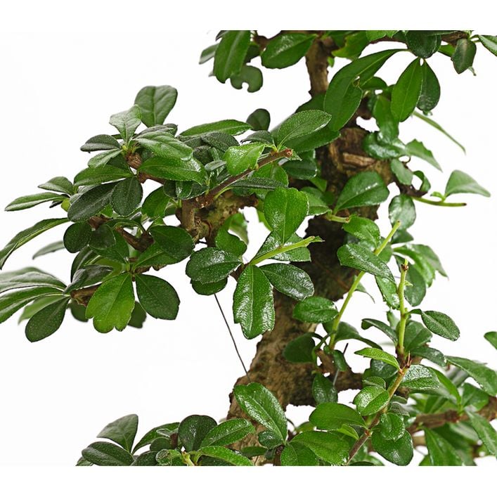 Bonsai Fukientee - Carmona microphylla, 10 | Dehner