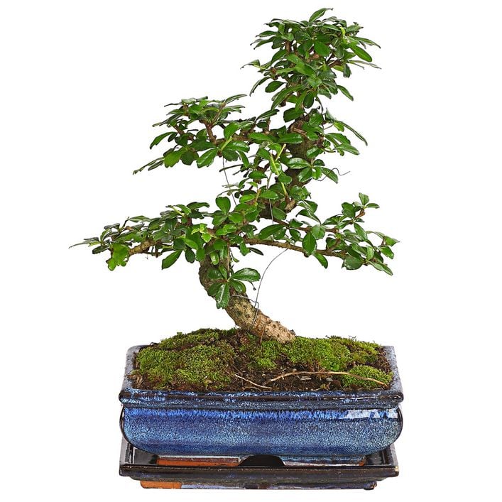 Bonsai Fukientee - Carmona microphylla, 10 | Dehner