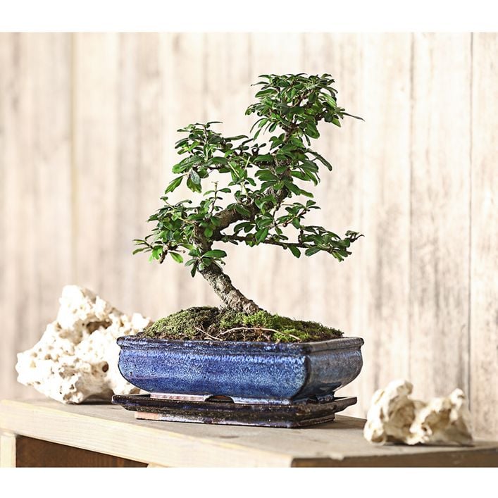 Bonsai Fukientee - Carmona microphylla, 10 | Dehner