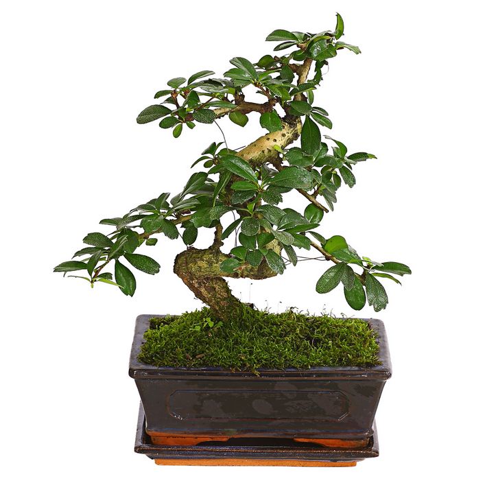 Bonsai Fukientee - Carmona microphylla, 8 | Dehner