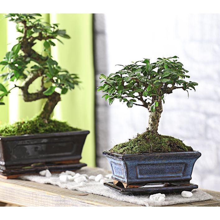 Bonsai Fukientee - Carmona microphylla, | Dehner