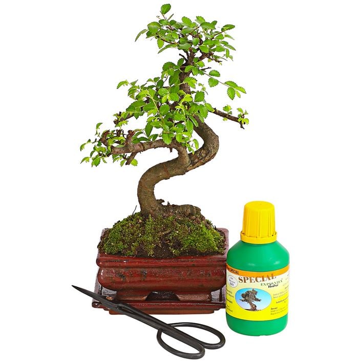 Bonsai Chinesische Ulme - Ulmus parviflora, | Dehner