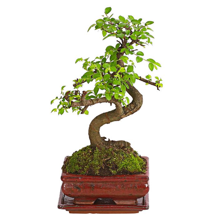 Bonsai Chinesische Ulme - Ulmus parviflora, | Dehner