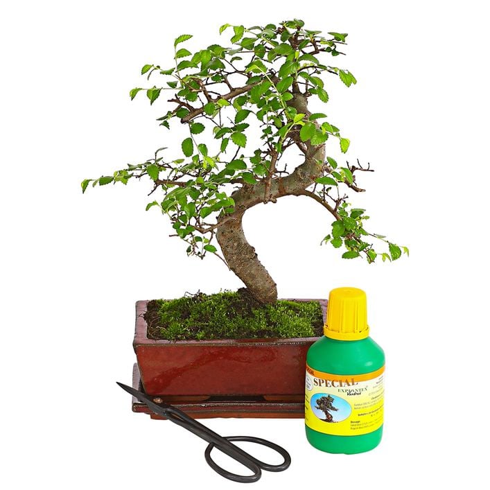 Bonsai Chinesische Ulme - Ulmus parviflora, | Dehner