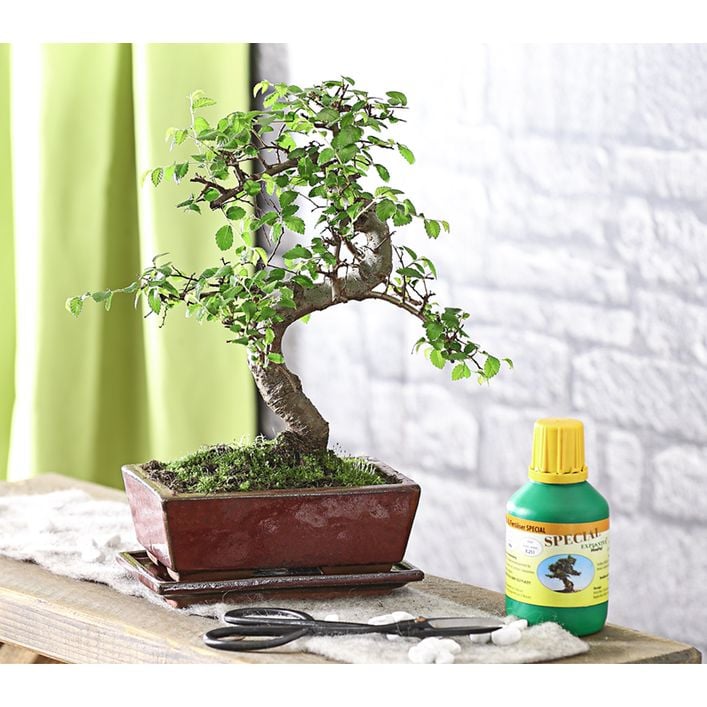 ficus carica bonsai pflege Ficus Carica · Feigenbaum-Bonsai kaufen · Omotesandō Plants main image 1