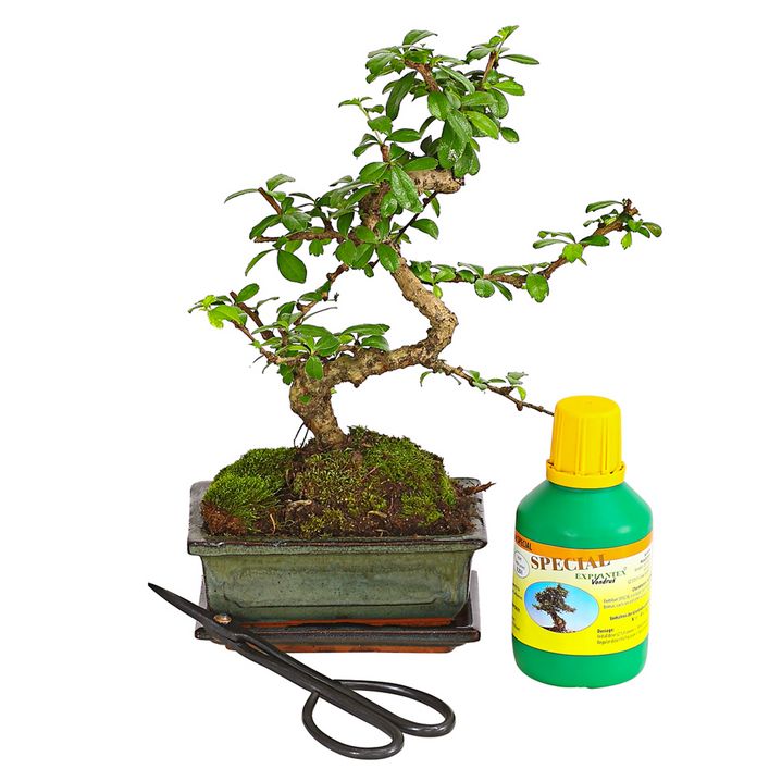Bonsai Fukientee - Carmona microphylla, | Dehner