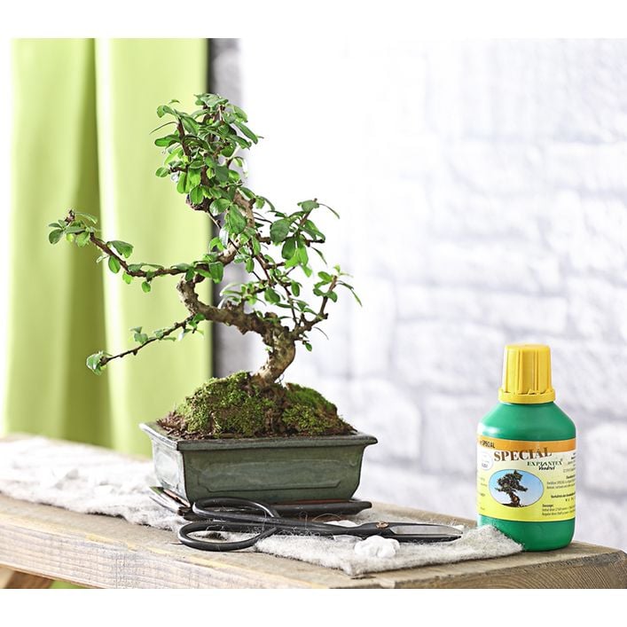 Bonsai Fukientee - Carmona microphylla, | Dehner