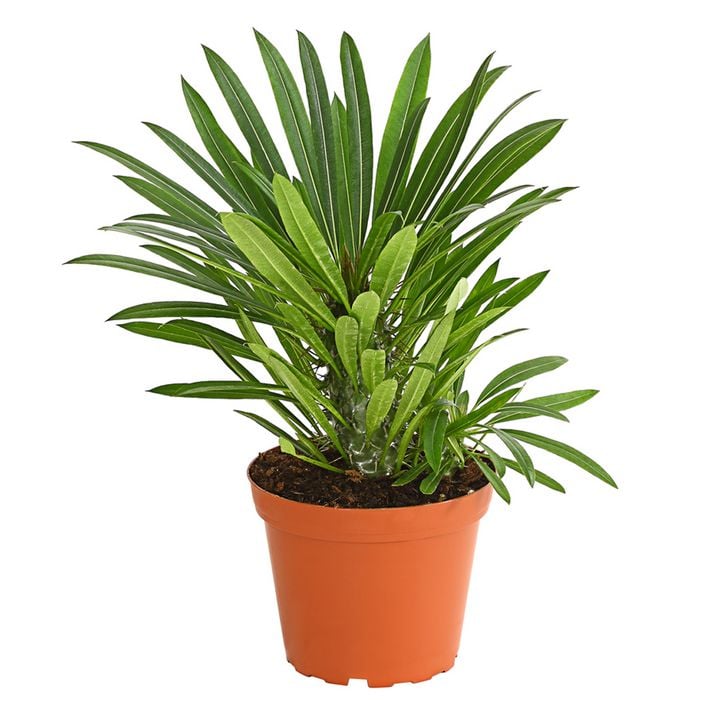 zitronensäure dünger FARBIO® Citrus Dünger main image 0