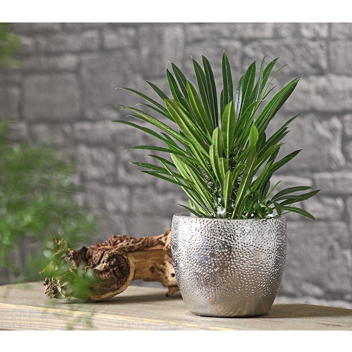 Madagaskarpalme - Pachypodium lamerei | Dehner