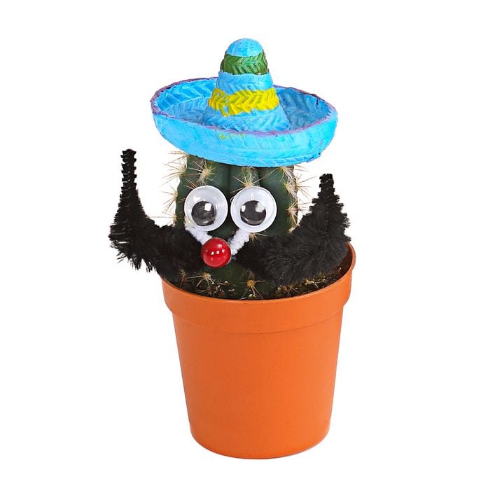 Kaktus mit Sombrero - Cactaceae, verschiedene | Dehner