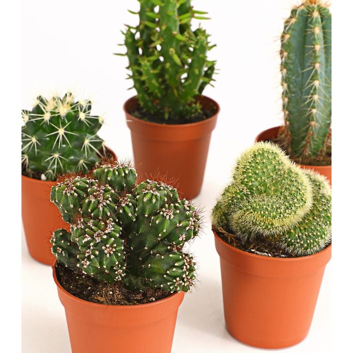 Kakteen-Set - Cactaceae, verschiedene Sorten | Dehner
