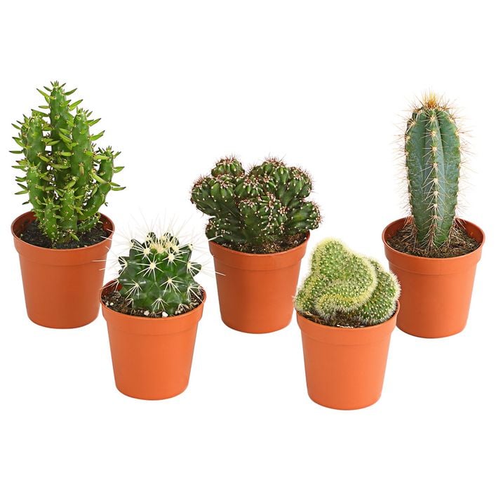Kakteen-Set - Cactaceae, verschiedene Sorten | Dehner